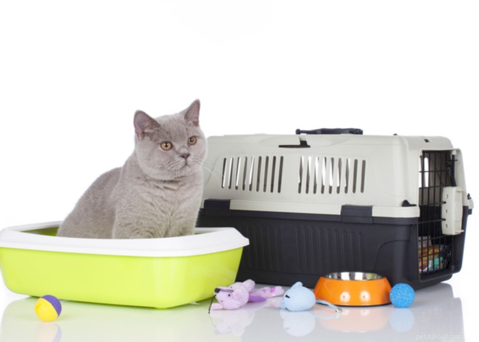 Understanding the True Cost of Owning a Cat: A Comprehensive Guide