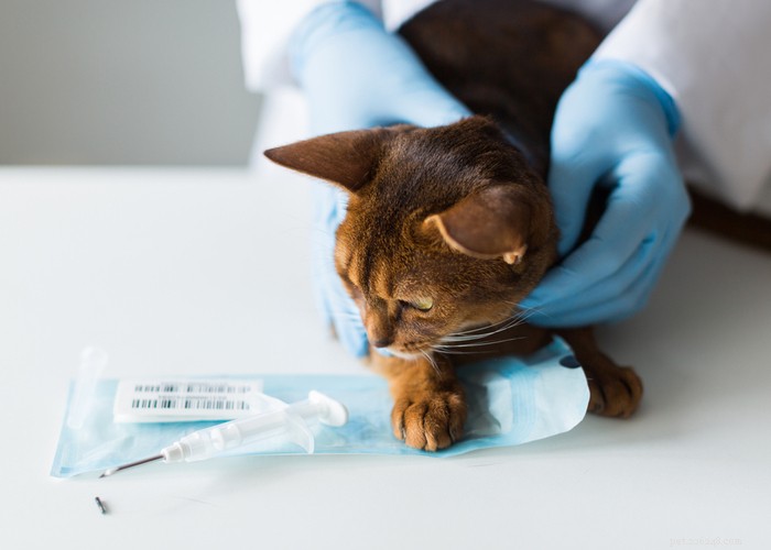 Understanding the True Cost of Owning a Cat: A Comprehensive Guide