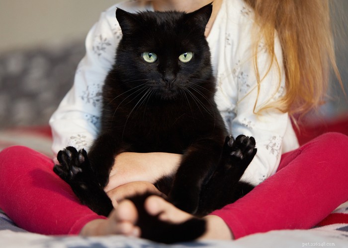 Understanding the True Cost of Owning a Cat: A Comprehensive Guide