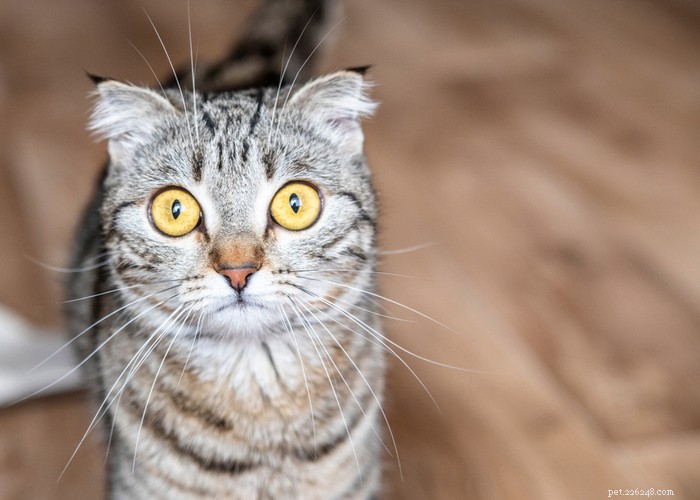 Understanding the True Cost of Owning a Cat: A Comprehensive Guide