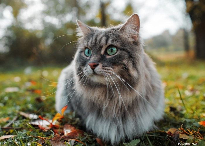 Understanding the True Cost of Owning a Cat: A Comprehensive Guide