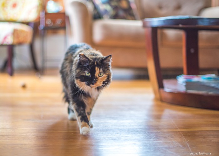 Cat Lifespan Explained: What to Expect and How Long Cats Live