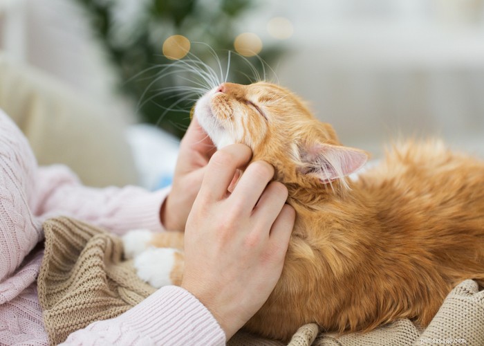 Cat Lifespan Explained: What to Expect and How Long Cats Live