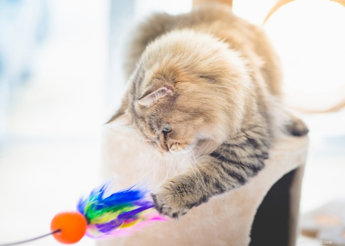Cat Lifespan Explained: What to Expect and How Long Cats Live