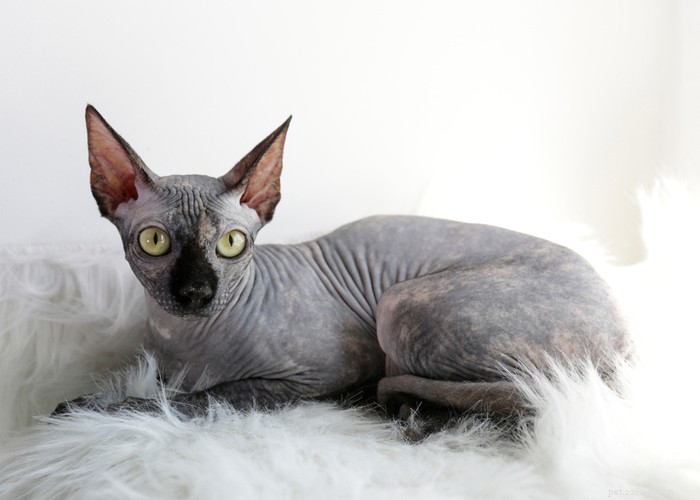 Cat Lifespan Explained: What to Expect and How Long Cats Live