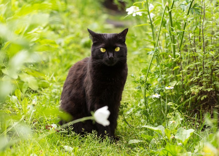 Cat Lifespan Explained: What to Expect and How Long Cats Live