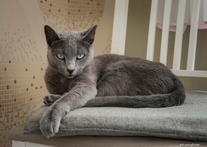 Cat Lifespan Explained: What to Expect and How Long Cats Live