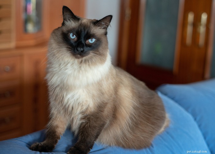Cat Lifespan Explained: What to Expect and How Long Cats Live