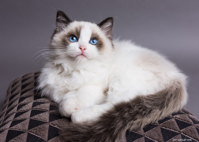 Cat Lifespan Explained: What to Expect and How Long Cats Live