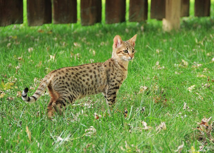 Cat Lifespan Explained: What to Expect and How Long Cats Live
