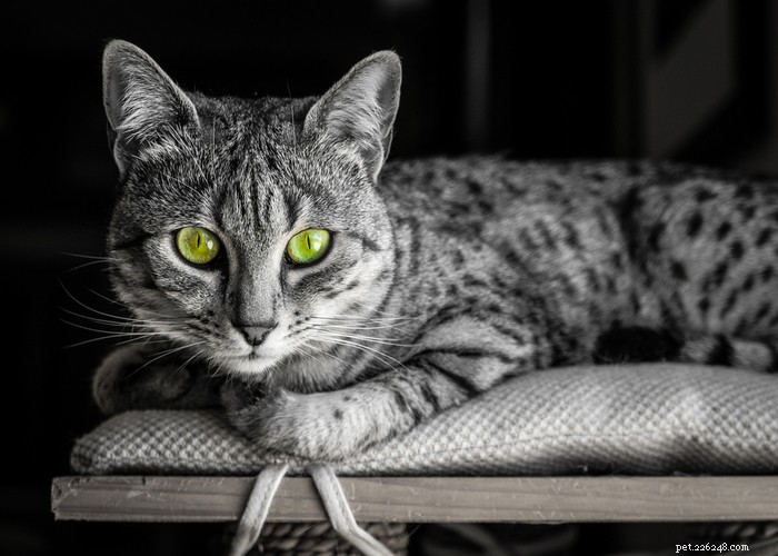 Cat Lifespan Explained: What to Expect and How Long Cats Live