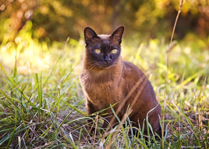 Cat Lifespan Explained: What to Expect and How Long Cats Live