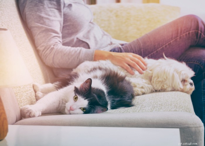 Cats vs. Dogs: Choosing the Ideal Companion for Your Lifestyle