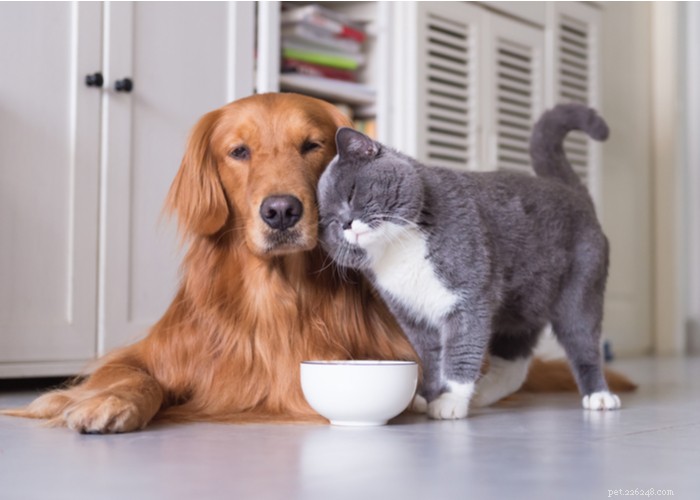 Cats vs. Dogs: Choosing the Ideal Companion for Your Lifestyle