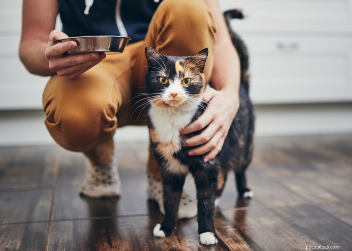 Cats vs. Dogs: Choosing the Ideal Companion for Your Lifestyle