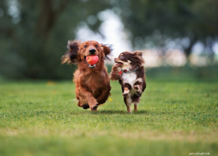 Cats vs. Dogs: Choosing the Ideal Companion for Your Lifestyle
