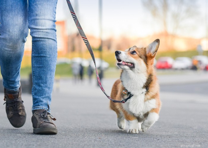 Cats vs. Dogs: Choosing the Ideal Companion for Your Lifestyle