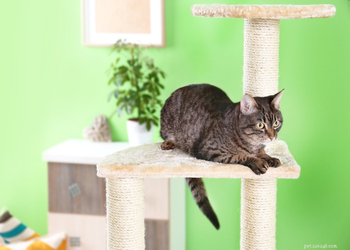 Best Cat Trees 2023: Expert Guide & Top Picks for Happy, Healthy Cats