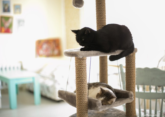 Best Cat Trees 2023: Expert Guide & Top Picks for Happy, Healthy Cats