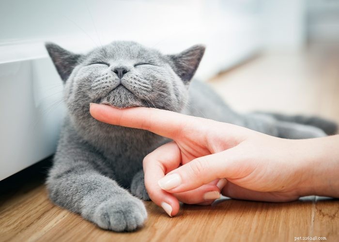 Cat Pregnancy 101: Expert Guide to Detecting and Caring for Pregnant Cats
