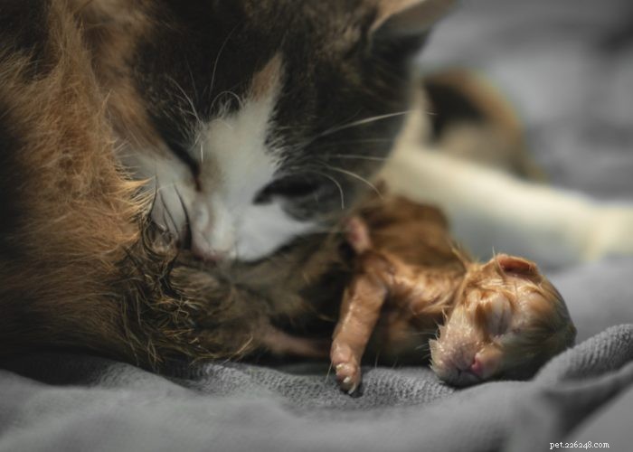 Cat Pregnancy 101: Expert Guide to Detecting and Caring for Pregnant Cats