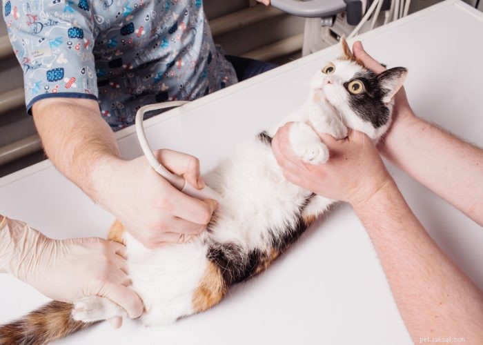 Cat Pregnancy 101: Expert Guide to Detecting and Caring for Pregnant Cats