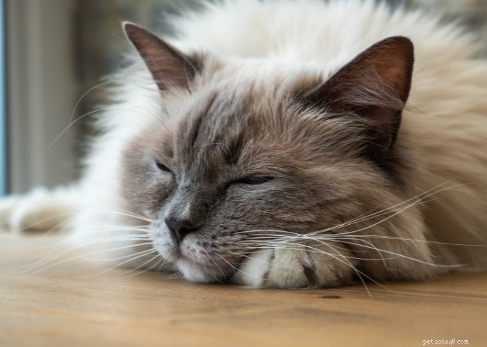 Ragdoll Cats: A Comprehensive Guide to the Gentle, Adorable Breed
