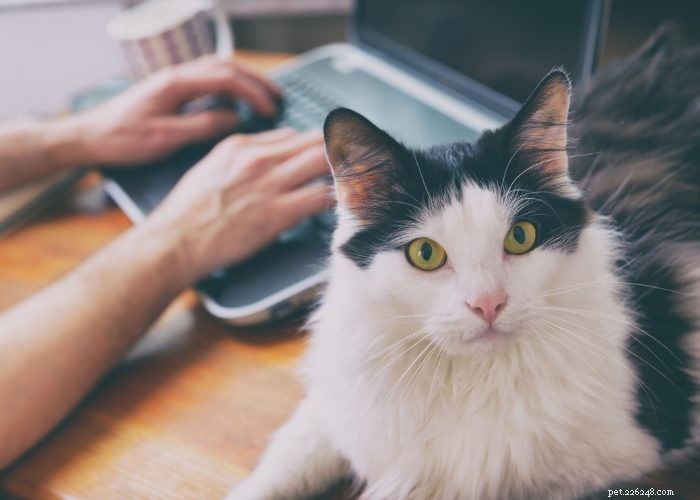 Ragdoll Cats: A Comprehensive Guide to the Gentle, Adorable Breed