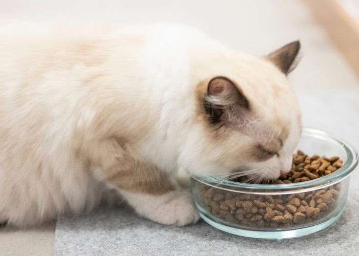 Ragdoll Cats: A Comprehensive Guide to the Gentle, Adorable Breed