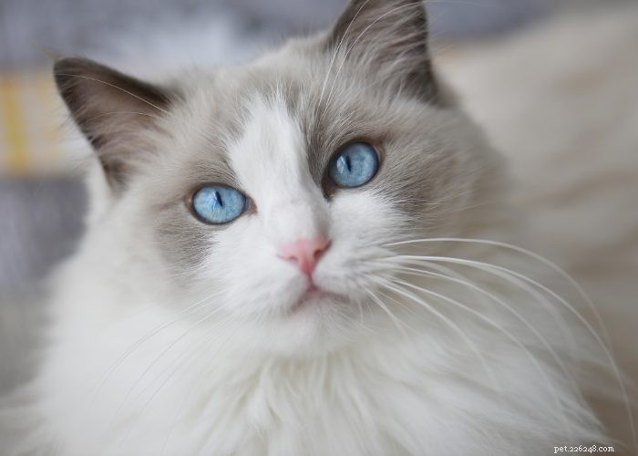 Ragdoll Cats: A Comprehensive Guide to the Gentle, Adorable Breed