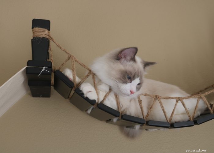 Ragdoll Cats: A Comprehensive Guide to the Gentle, Adorable Breed