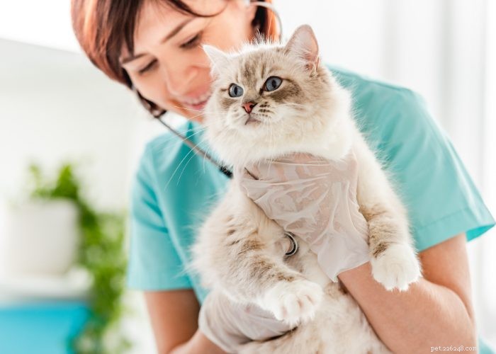 Ragdoll Cats: A Comprehensive Guide to the Gentle, Adorable Breed