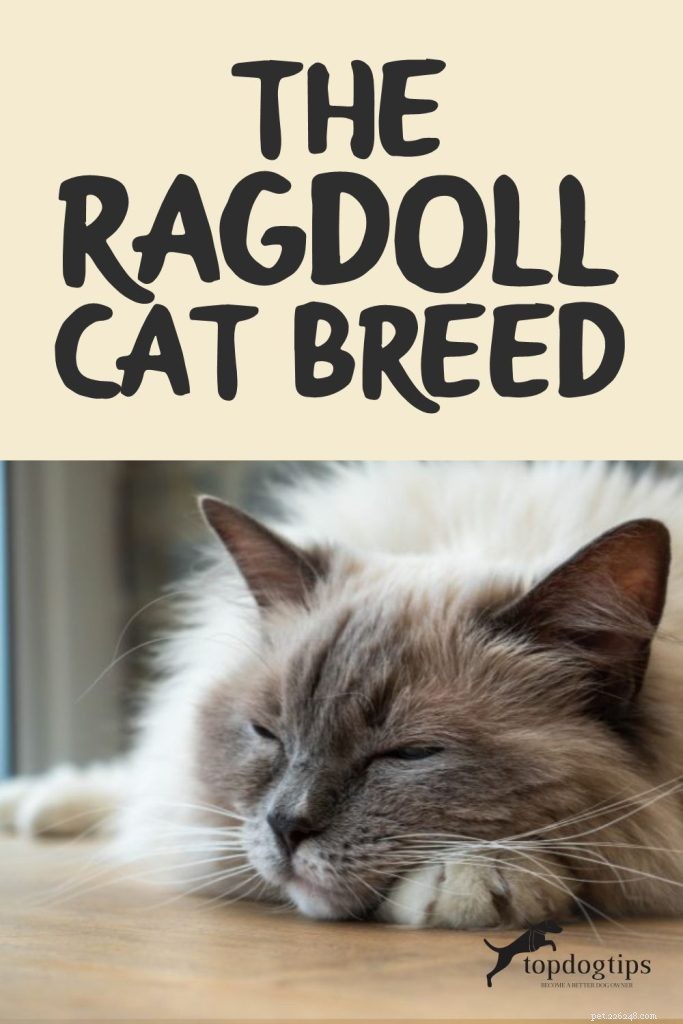 Ragdoll Cats: A Comprehensive Guide to the Gentle, Adorable Breed