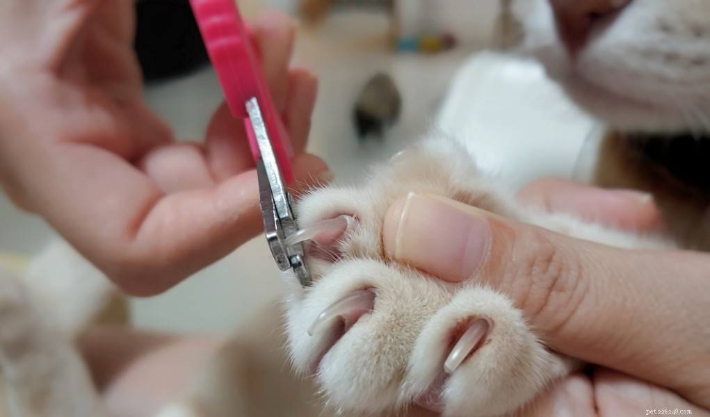 The Essential Guide to Safely Trimming Your Cat’s Nails