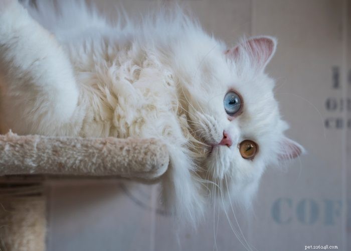 Persian Cats: Classic Elegance and Distinctive Features Explained