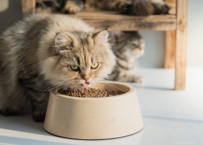 Persian Cats: Classic Elegance and Distinctive Features Explained