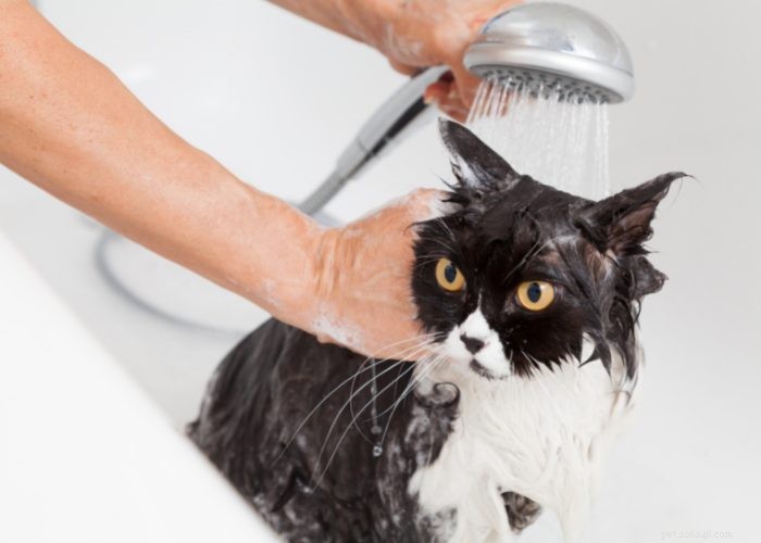 Persian Cats: Classic Elegance and Distinctive Features Explained