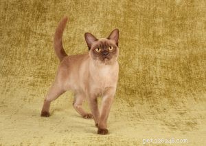 Burmese Cats: Characteristics, History, and Grooming Guide