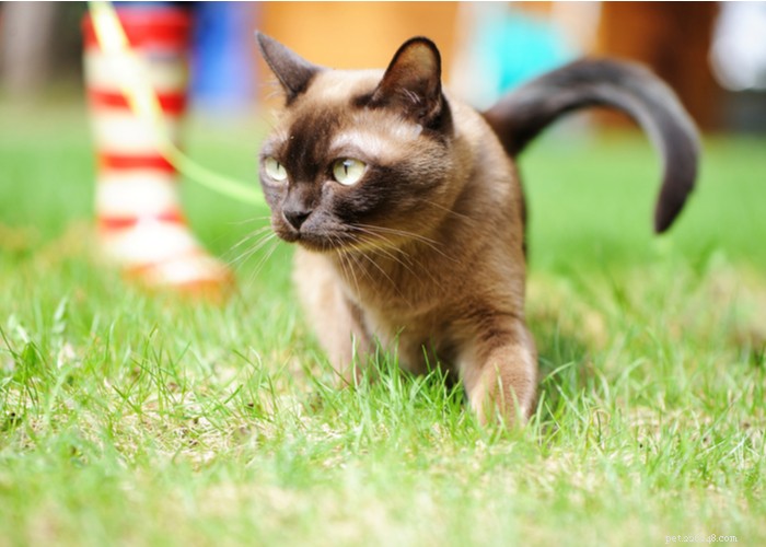 Burmese Cats: Characteristics, History, and Grooming Guide
