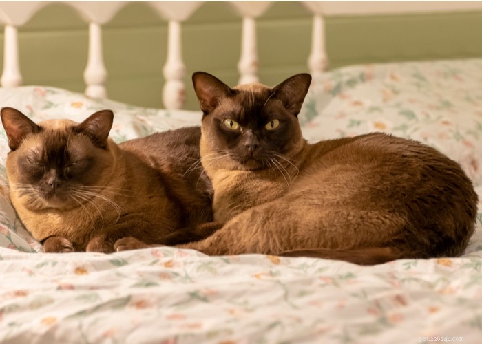 Burmese Cats: Characteristics, History, and Grooming Guide