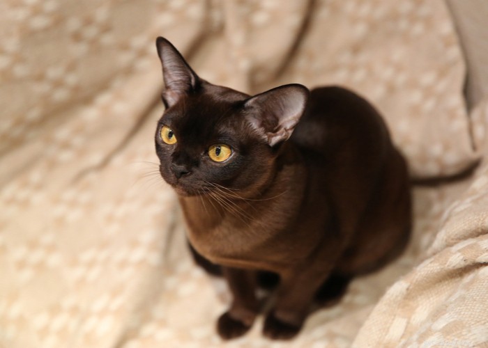 Burmese Cats: Characteristics, History, and Grooming Guide