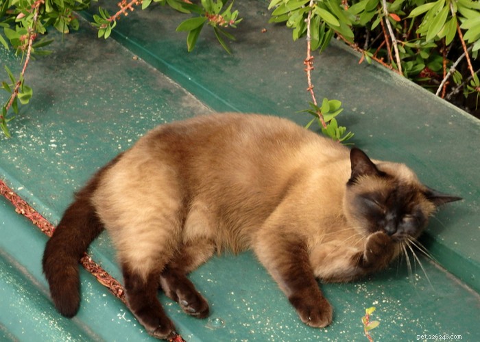 Burmese Cats: Characteristics, History, and Grooming Guide