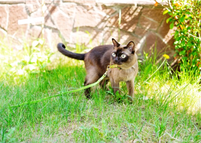 Burmese Cats: Characteristics, History, and Grooming Guide
