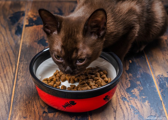 Burmese Cats: Characteristics, History, and Grooming Guide