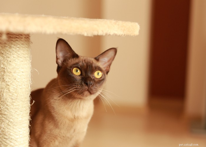 Burmese Cats: Characteristics, History, and Grooming Guide