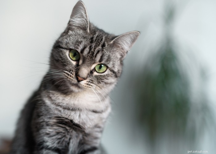 American Shorthair Cats: Traits, Care, and Grooming Guide