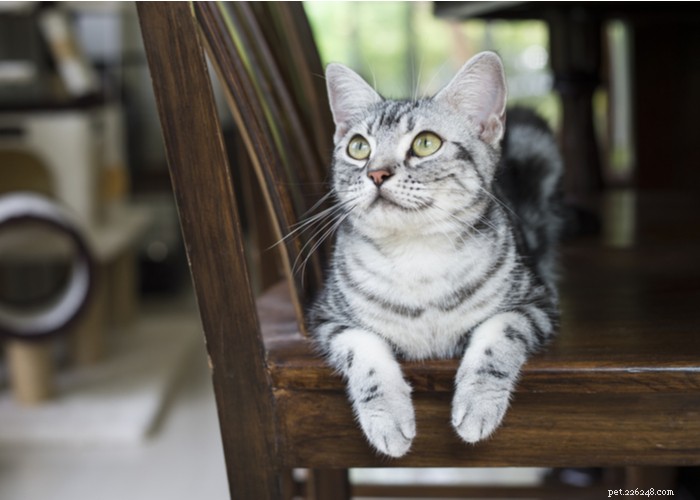 American Shorthair Cats: Traits, Care, and Grooming Guide