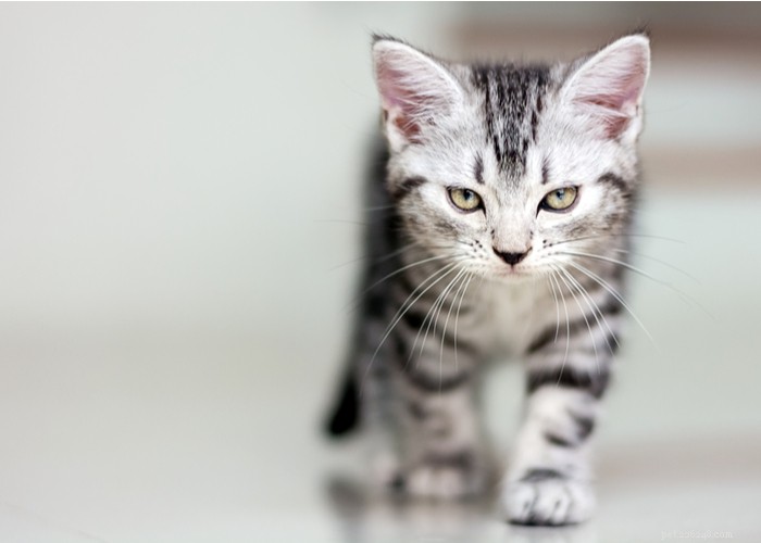 American Shorthair Cats: Traits, Care, and Grooming Guide