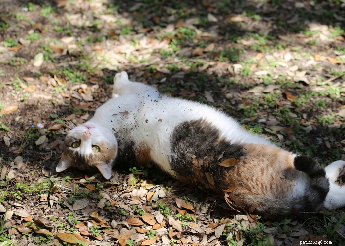 21 Strange Cat Behaviors: What They Mean & How to Respond