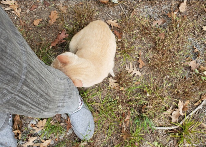 21 Strange Cat Behaviors: What They Mean & How to Respond